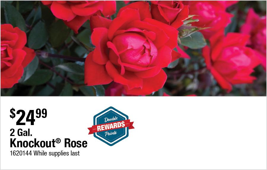 2 Gal. Knockout Rose